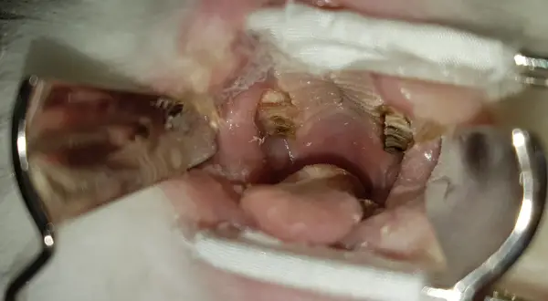 Kaninchen mit Zahnfehlstellung: Die Lebenserwartung kann durch regelmäßige tierärztliche Kontrolle und Behandlung verbessert werden.