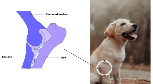 HD Hund Gangbild: Anatomische Darstellung des Ellenbogengelenks eines Hundes, daneben ein süßer Welpe.