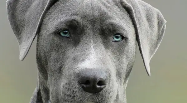 Nahaufnahme eines Hundes mit blau-grauem Fell und durchdringenden blauen Augen.