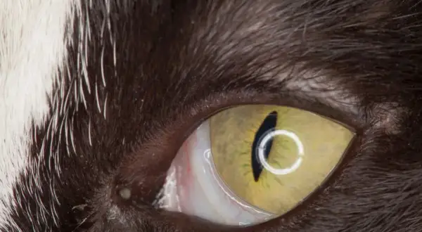 Nahaufnahme des Katzenauges mit sichtbarem Anfangsstadium Nickhautvorfall. Das gelbe Auge zeigt eine vertikale Pupille.