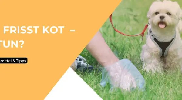 Ein weißer Hund sitzt im Gras, während eine Hand mit Handschuh etwas aufhebt. Der Text fragt: "Hund frisst Kot – Was tun?".
