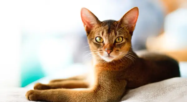 Eine elegante Abessinierkatze mit leuchtend gelben Augen liegt entspannt. Sie erinnert an die ruhige Ausstrahlung von Katzen bei älteren Menschen.