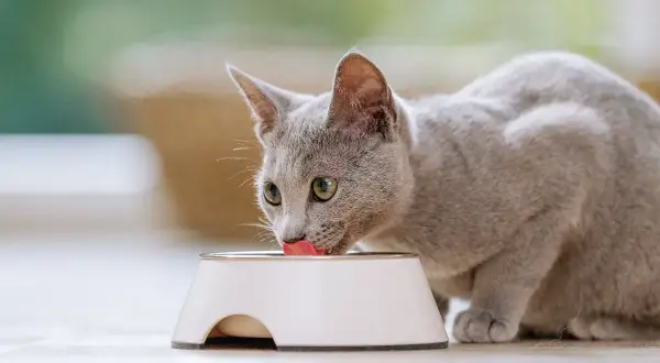 Graue Katze leckt genüsslich aus einem Napf. Das ist alles, was eine Katze braucht: Futter und Wasser.