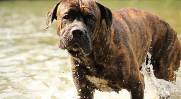 Ein Cane Corso mit gestromten Fellfarben steht im Wasser und spritzt.