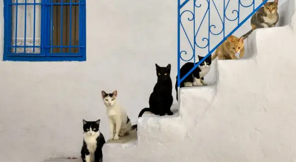 Sechs Katzen sitzen auf weißen Stufen vor einem blauen Fenster. Wann sind Katzen ausgewachsen? Diese hier sehen schon ziemlich groß aus!