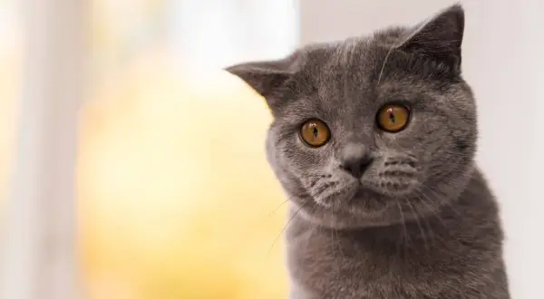 Graue Katze mit bernsteinfarbenen Augen blickt neugierig. Sie fragt sich, wie lange man 2 Katzen alleine lassen kann.