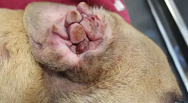 Hund mit Mastzelltumor im Endstadium: Geschwollene, knotige Läsionen im Ohr, ein trauriges Symptom.