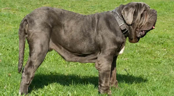 Ein imposanter Mastino Napoletano mit grauem Fell und Falten steht auf einer grünen Wiese.
