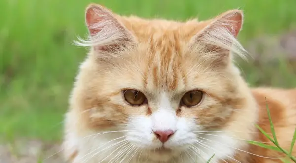 Ein orange-weißes Kätzchen mit bernsteinfarbenen Augen blickt neugierig in die Kamera. Man fragt sich, wie viele Haare eine Katze hat, wenn man ihr flauschiges Fell sieht.