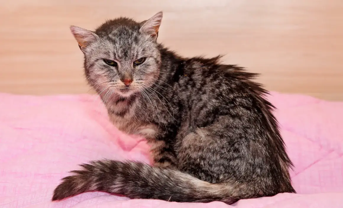 Graue Katze mit struppigem Fell, wirkt schwach. Mögliche Anzeichen für Nierenversagen im Endstadium bei Katzen.