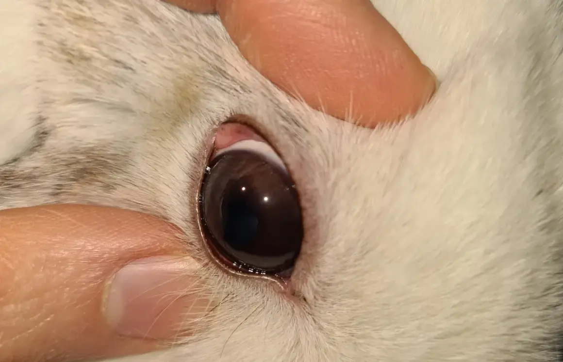 Ein Finger hält das Augenlid eines Kaninchens, um verklebte Augen zu reinigen.
