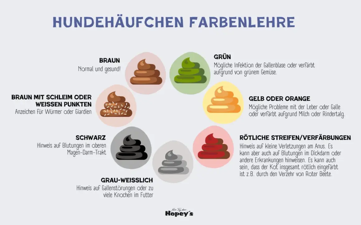 Hundekot-Farbenlehre: Rötliche Streifen/Verfärbungen können auf Blutungen hinweisen, aber ein Hund mit Blut im Stuhl kann trotzdem fit sein, z.B. durch Rote Bete.