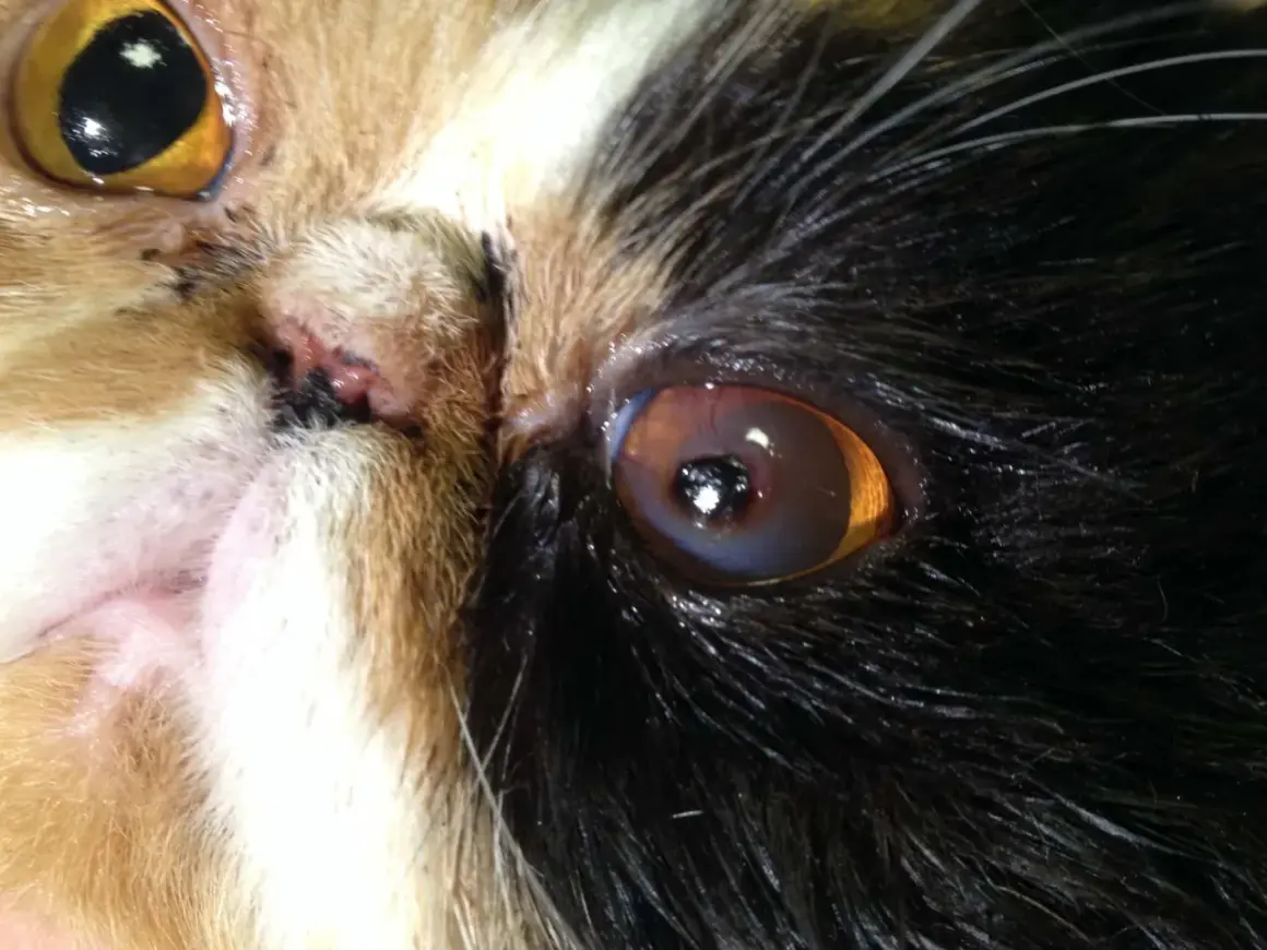 Nahaufnahme eines Katzenauges mit brauner Kruste am Lid.