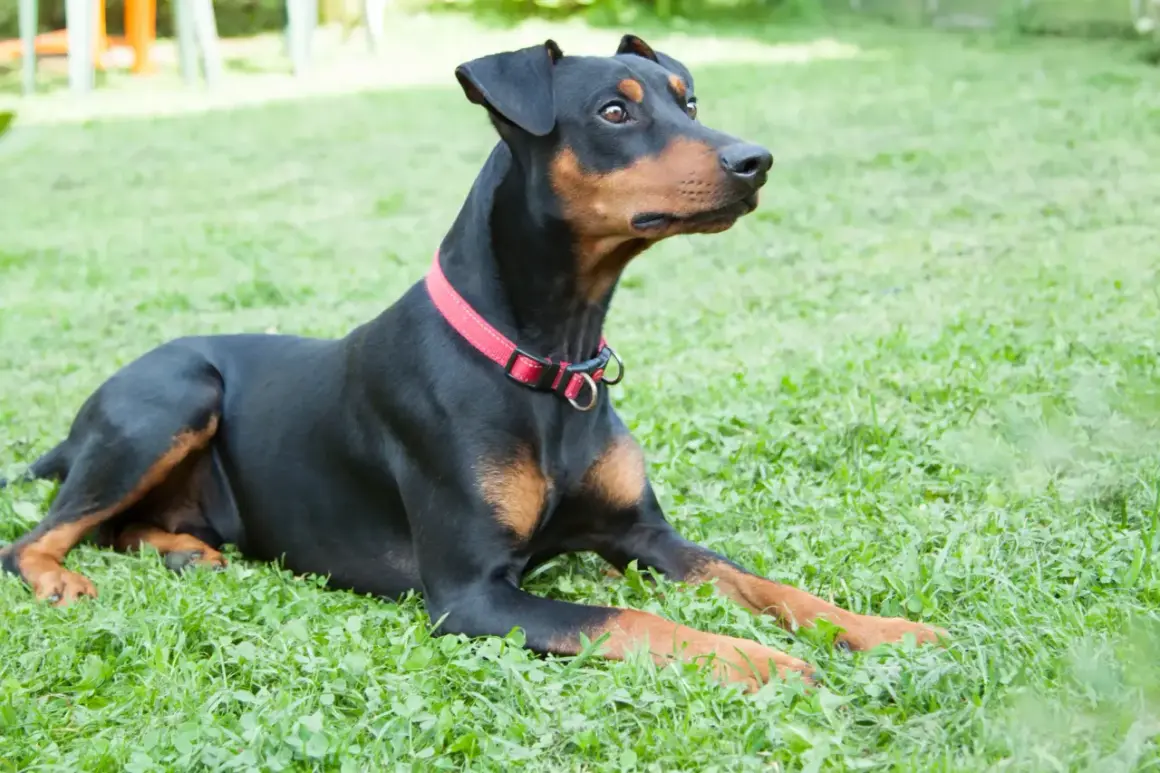 Ein schwarzer Deutscher Pinscher mit braunen Abzeichen liegt auf einer grünen Wiese. Sein aufmerksamer Blick und seine Haltung spiegeln den typischen deutschen Pinscher Charakter wider: wachsam und loyal.