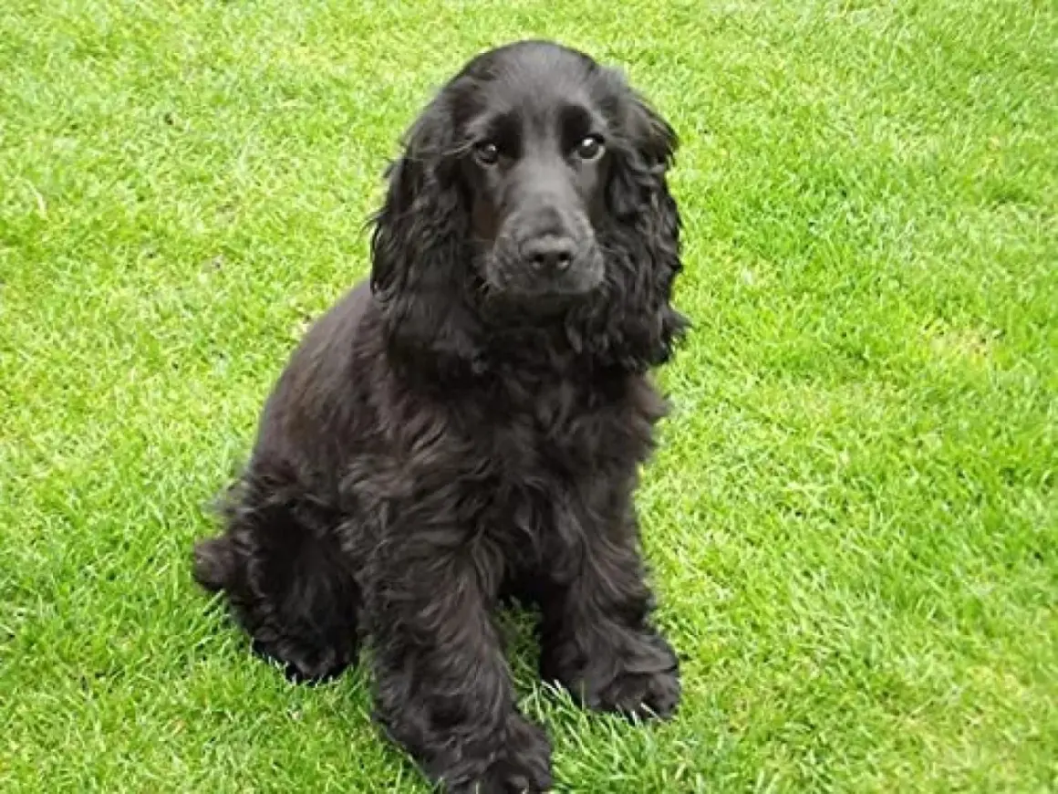 Ein süßer, schwarzer Cocker Spaniel sitzt auf einer grünen Wiese und schaut neugierig in die Kamera.