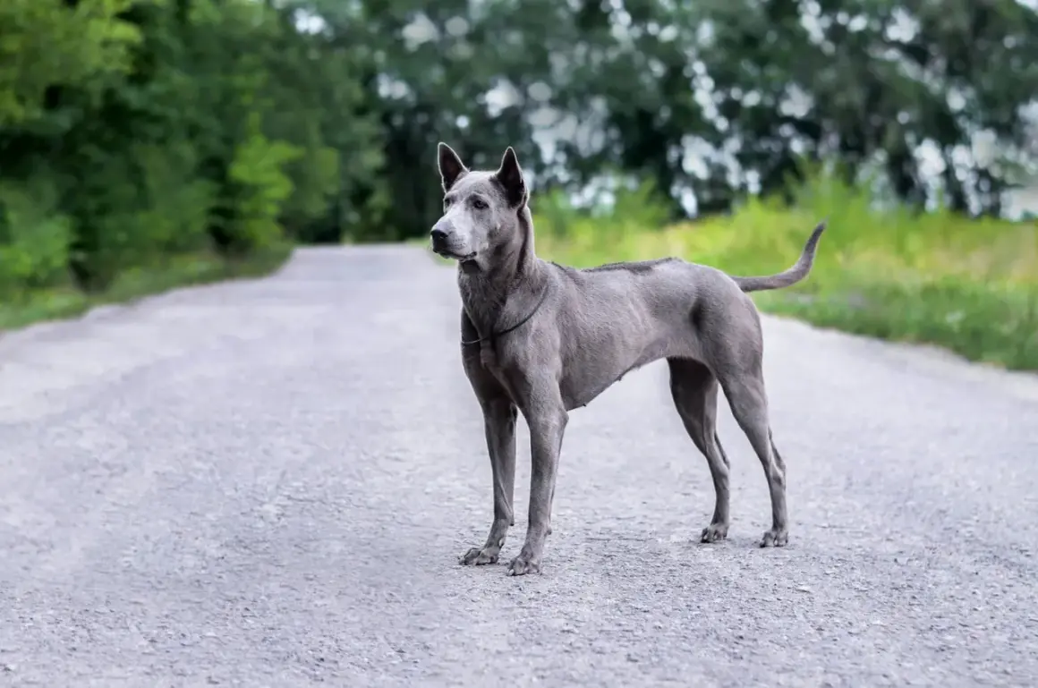 Ein eleganter Thai Ridgeback steht auf einer asphaltierten Straße, umgeben von grünen Bäumen.