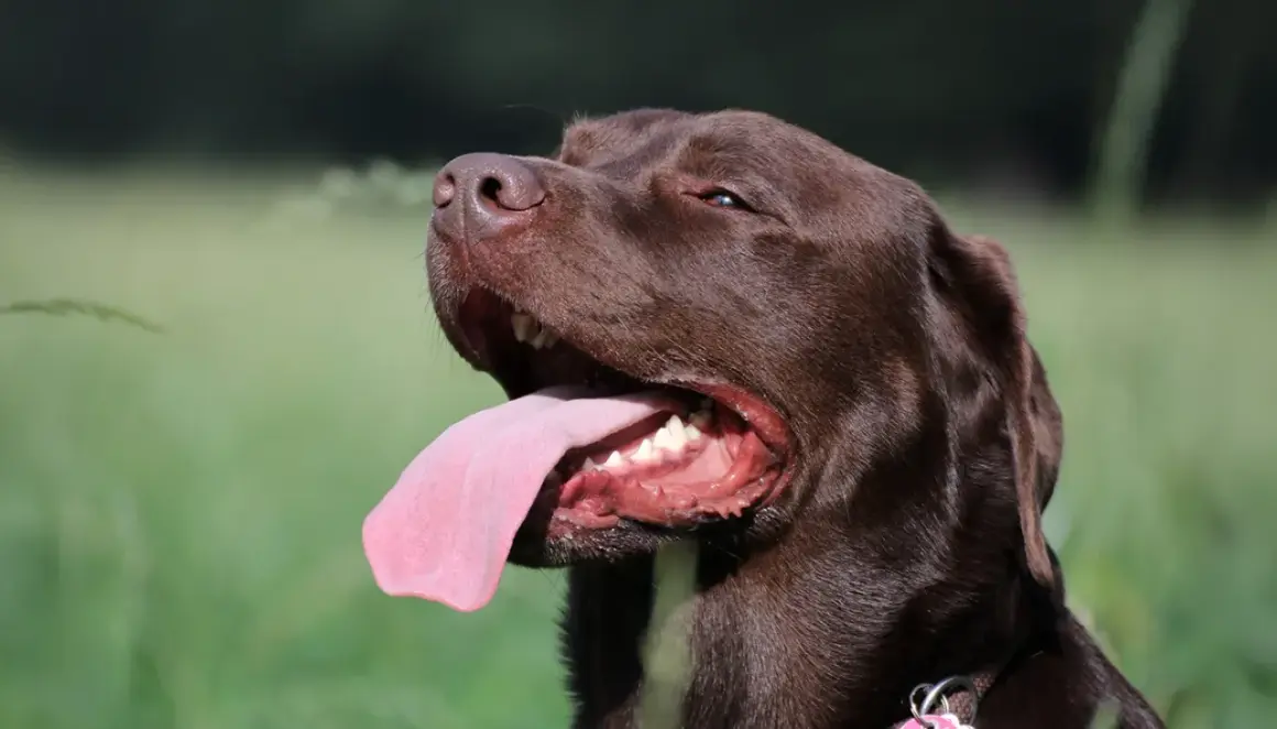 Brauner Hund hechelt viel, seine Zunge hängt weit heraus. Er genießt die Sonne im Grünen.