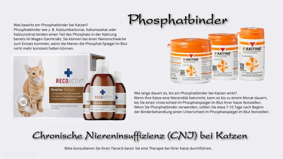 Katze mit Niereninsuffizienz: Phosphatbinder wie RECOACTIV helfen, den Phosphatspiegel zu regulieren.