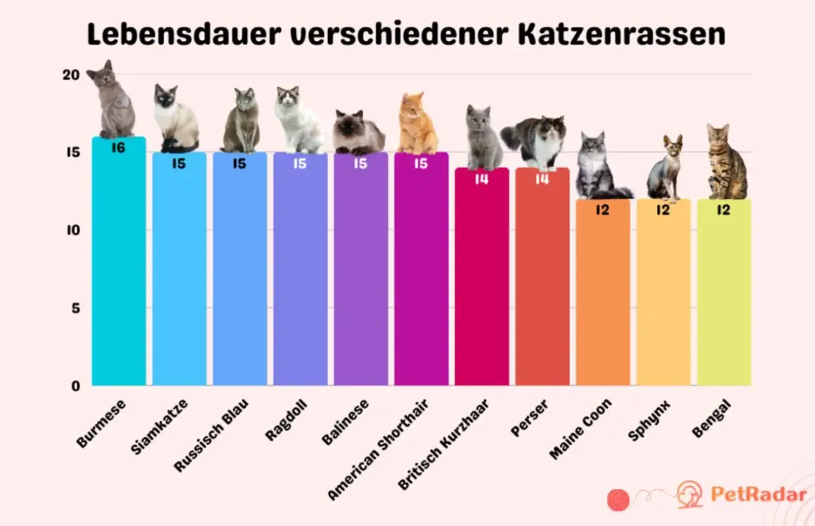 Balkendiagramm zeigt, wie alt werden Katzen: Burmese (16), Siamkatze (15), Ragdoll (15), Perser (14), Maine Coon (12), Bengal (12) und mehr.