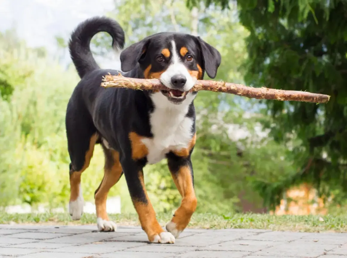 Ein fröhlicher Appenzeller Schweizer Sennenhund mit einem Ast im Maul läuft über einen Weg.