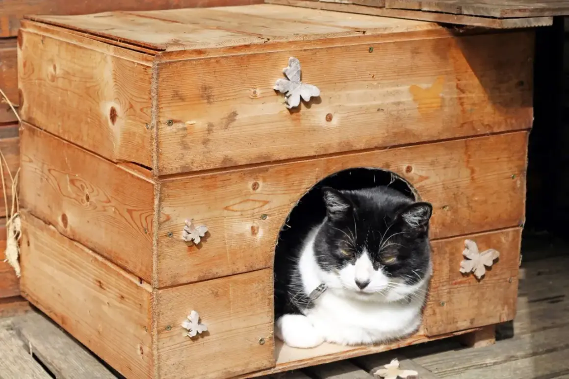 Ein schwarz-weißer Kater ruht in seinem selbstgebauten Katzenhaus aus Holz, verziert mit kleinen Schmetterlingen.
