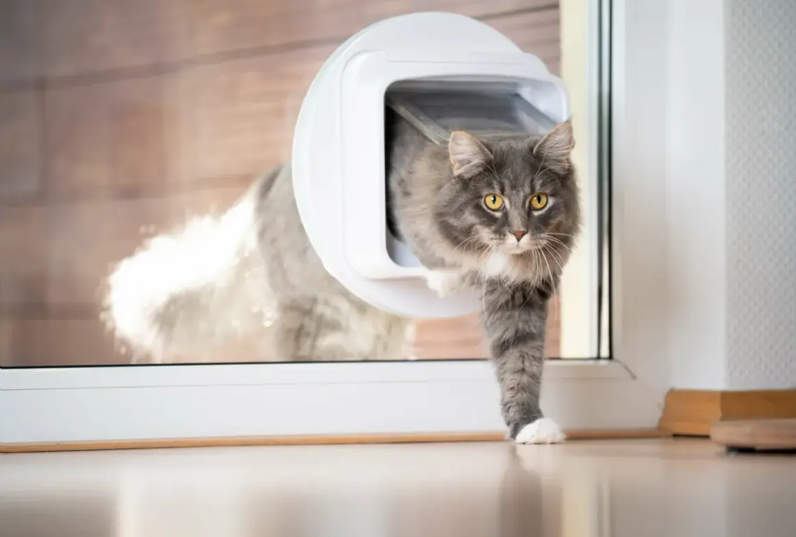 Grauer Kater nutzt eine Katzenklappe im Fenster, um ins Haus zu gelangen.