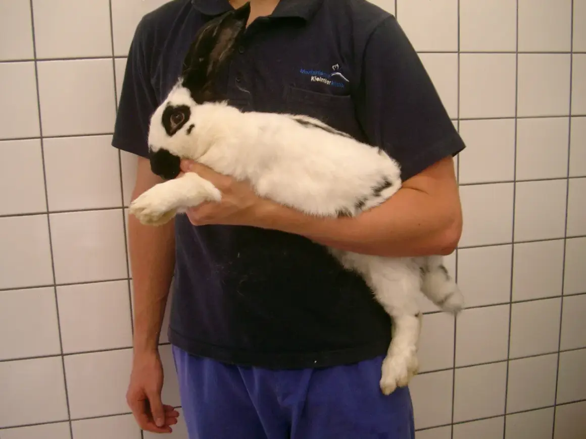 Ein Mann hält ein schwarz-weißes Kaninchen. Man hört, wie der Kaninchen bauch gluckert, vielleicht ist es hungrig.