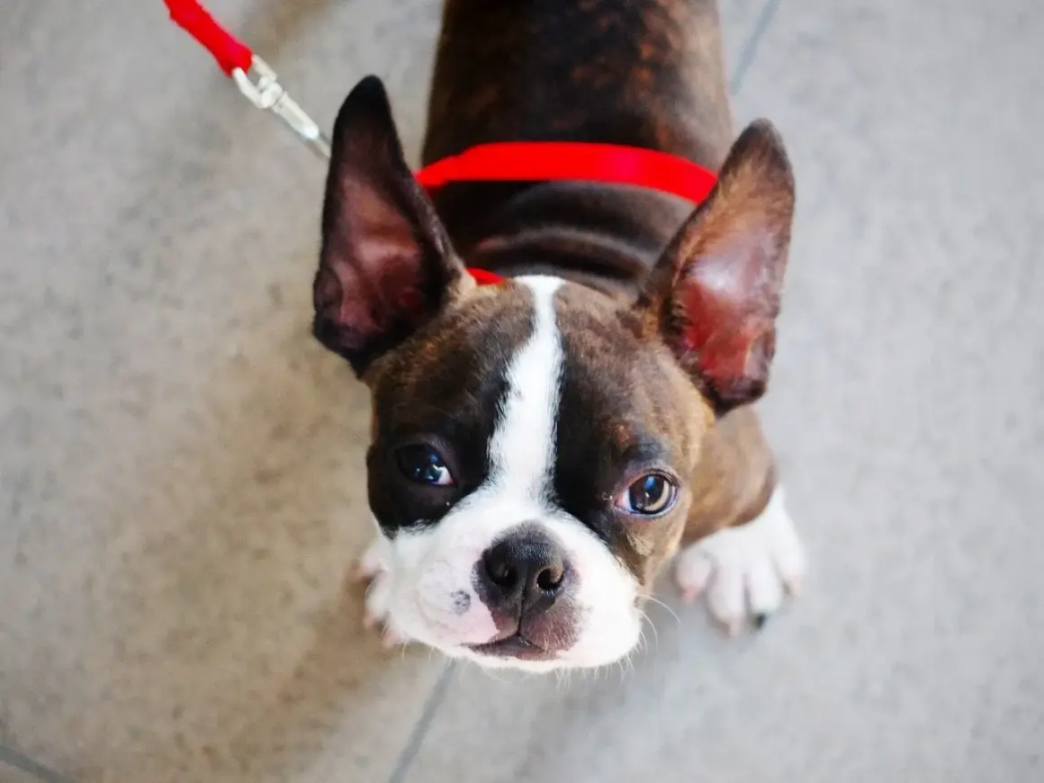 Ein süßer Boston Terrier mit großen Ohren und einem roten Halsband blickt neugierig nach oben.