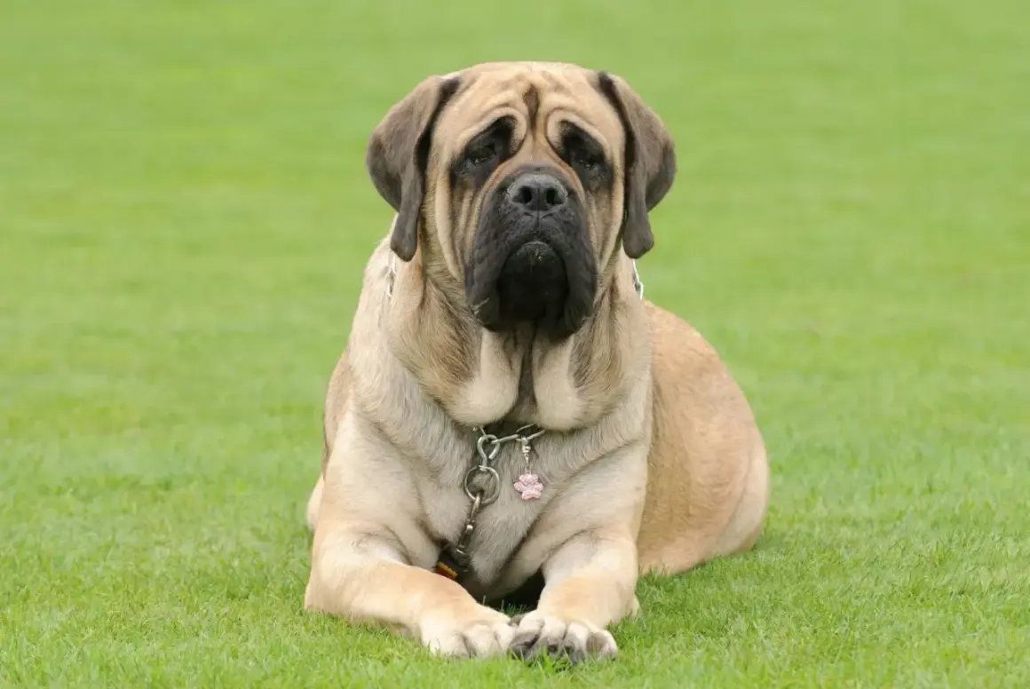 Ein majestätischer englischer Mastiff, 155 kg schwer, liegt entspannt auf grünem Gras.