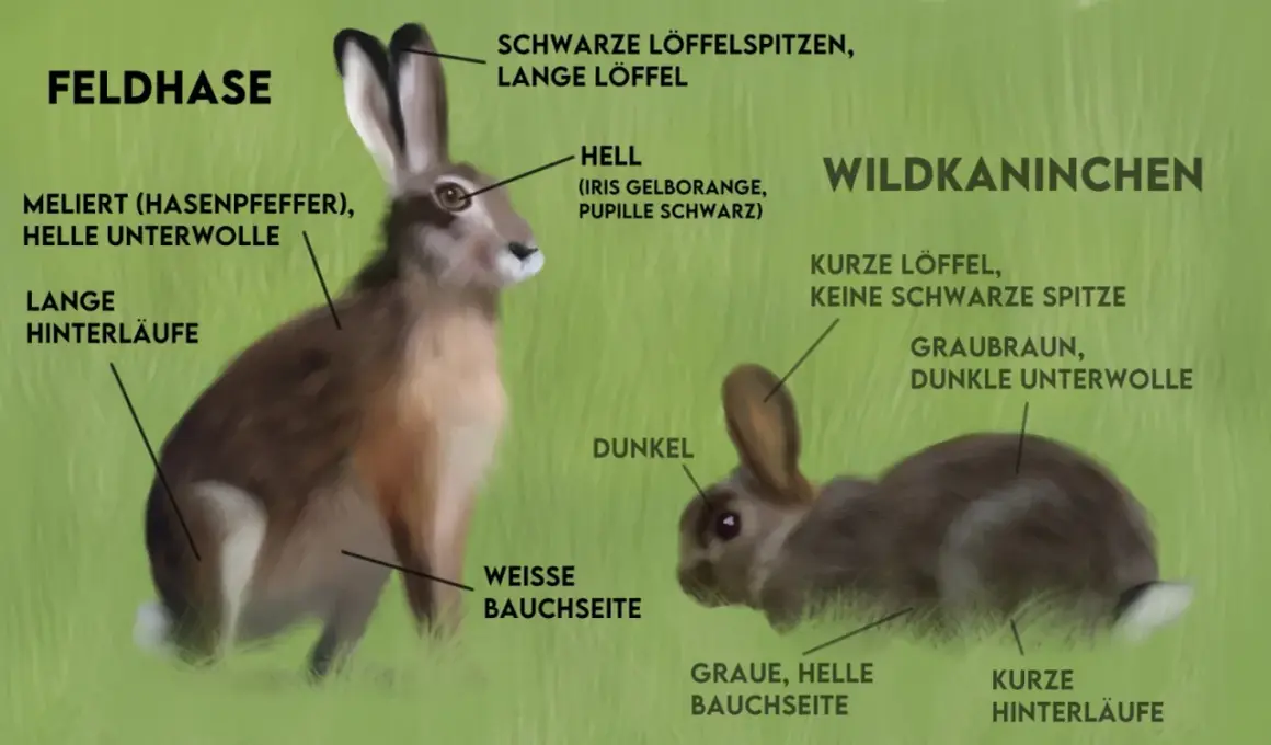 Gegenüberstellung: Feldhase mit langen Läufen und hellen Ohrenspitzen vs. Wildkaninchen mit kurzen Läufen und dunklen Ohren.