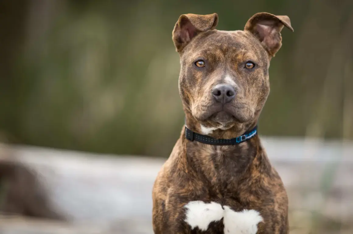 Ein American Pit Bull Terrier mit brindle Fell und weißen Flecken blickt aufmerksam in die Kamera.
