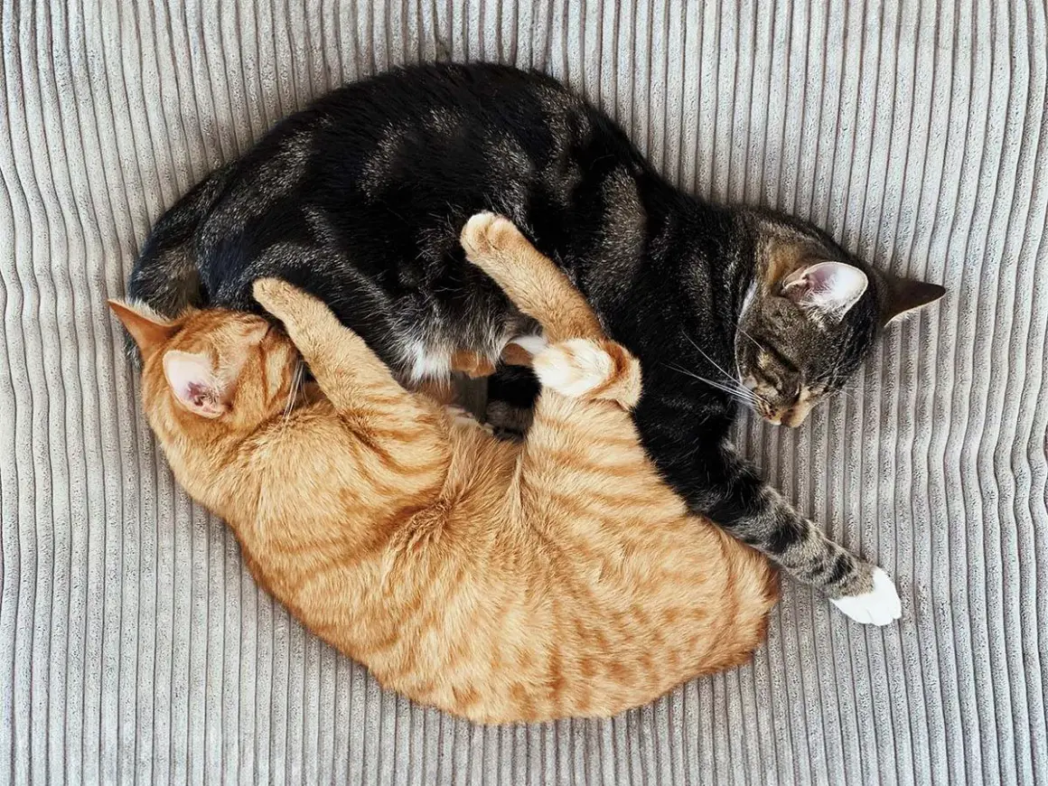 Zwei Katzen kuscheln eng verschlungen auf einem gestreiften Kissen. Sie schlafen tief und fest, was zeigt, wie lange schlafen katzen.