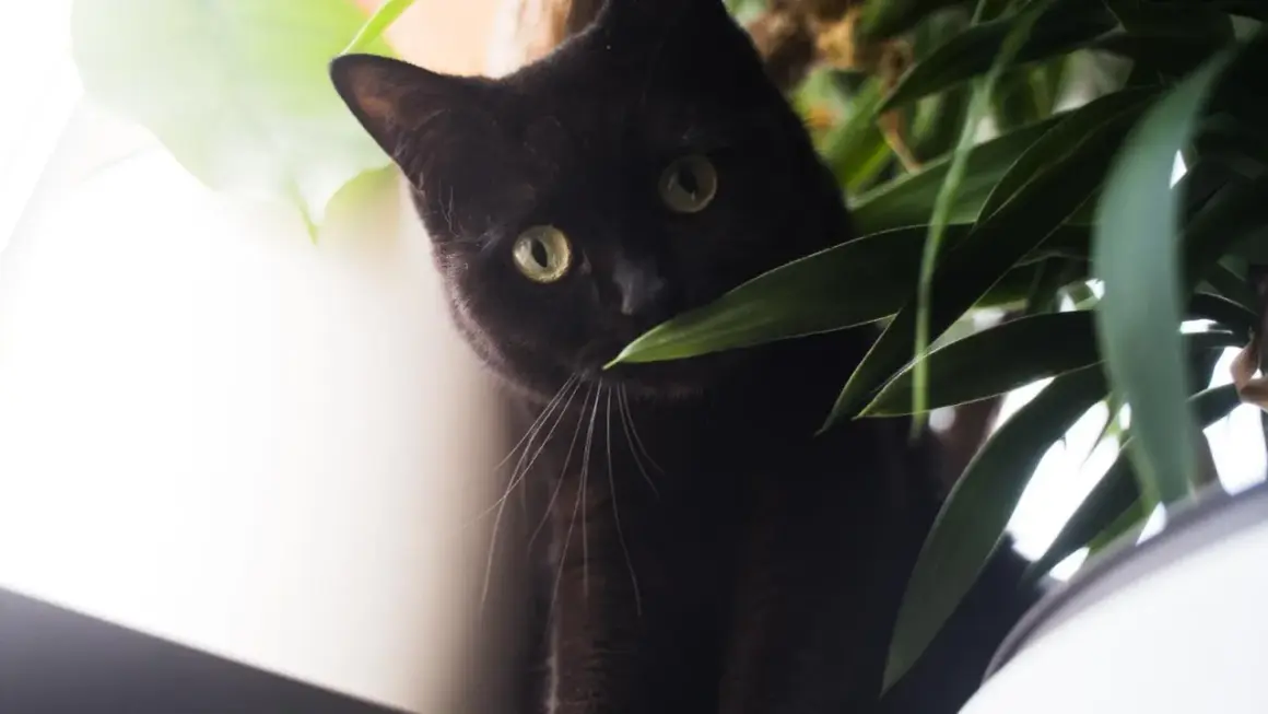 Schwarze Katze mit grünen Augen versteckt sich hinter Pflanzen. Vielleicht ein Beruhigungsmittel Katze vom Tierarzt, um sie zu beruhigen.