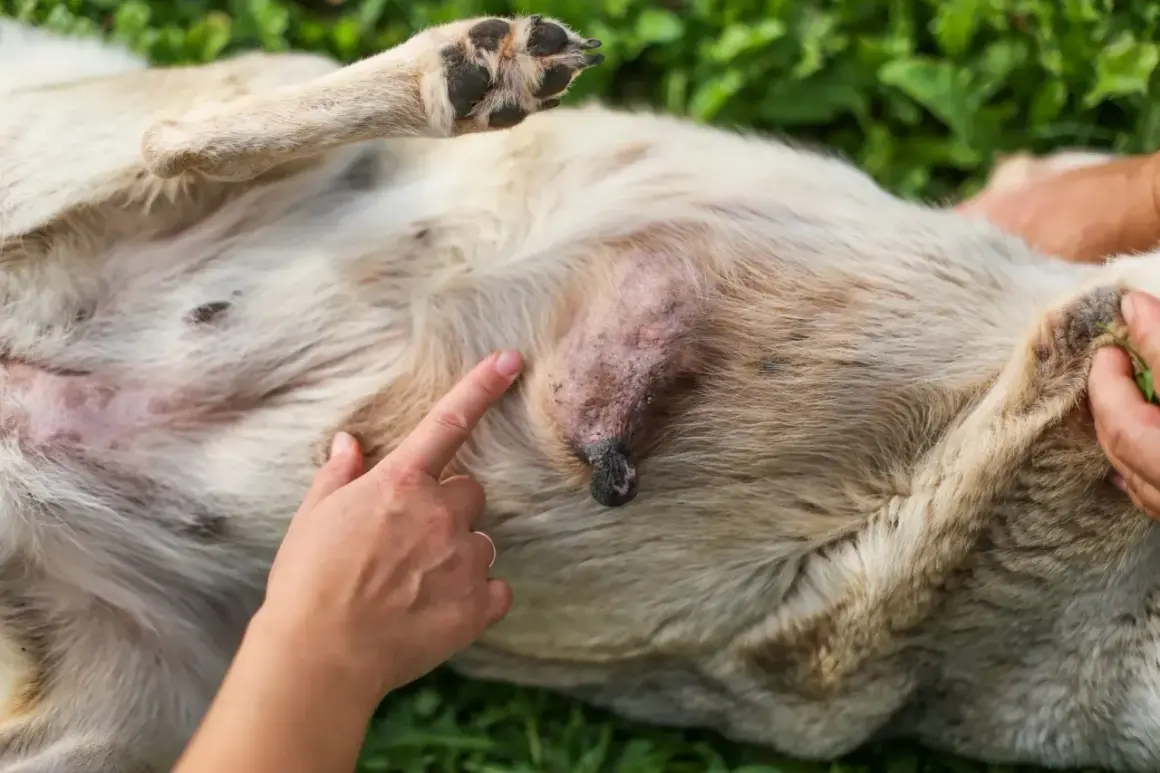 Ein Finger zeigt auf einen kleinen, verdächtigen Knoten am Bauch eines Hundes. Dies könnte ein Mammatumor im Anfangsstadium sein.