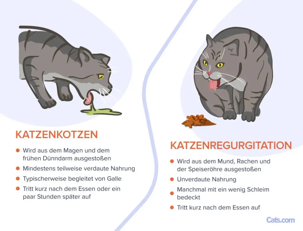 Graue Katze erbricht Futter. Links eine Katze, die sich erbricht, rechts eine Katze, die Futter ausspuckt.