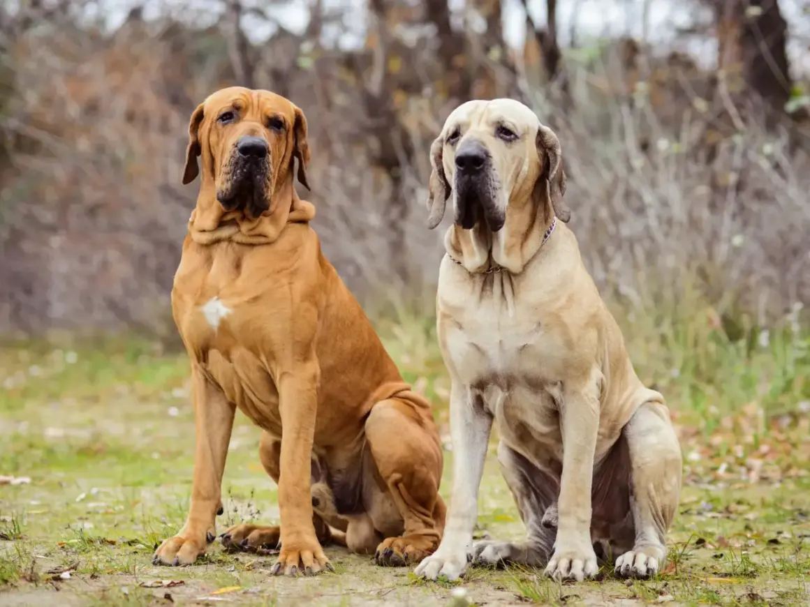 Zwei stattliche Fila Brasileiro Hunde sitzen im Freien. Der braune Hund links hat einen weißen Fleck auf der Brust.
