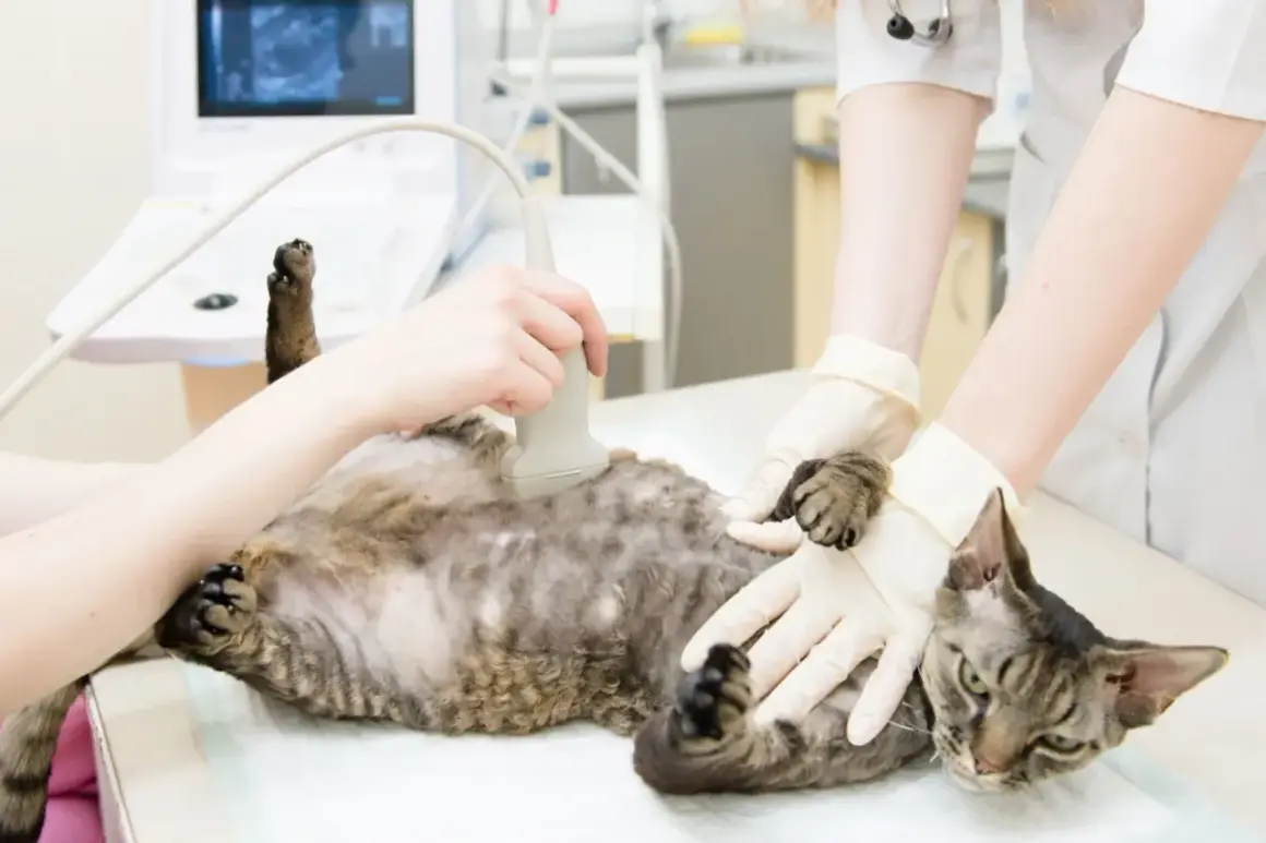 Tierärztin untersucht Katze mit Ultraschall. So kann man herausfinden, wie lange Katzen schwanger sind.