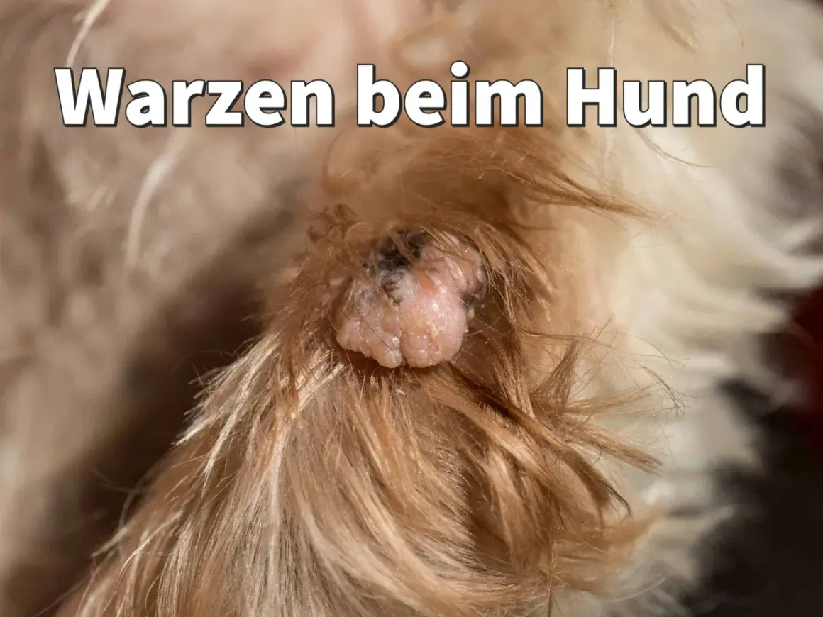 Nahaufnahme einer Warze bei einem Hund. Informationen zu Hausmitteln bei Warzen am Hund.