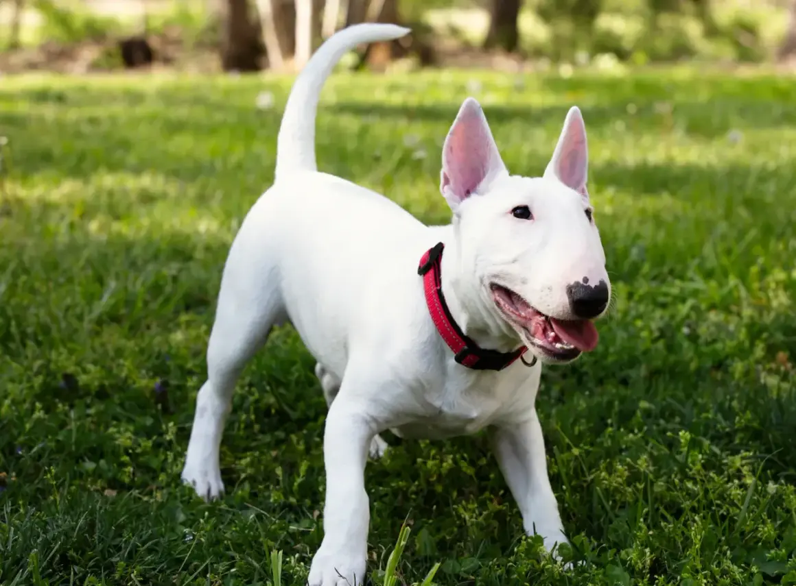 Ein weißer Miniature Bull Terrier mit rotem Halsband steht auf einer grünen Wiese und wedelt mit dem Schwanz.