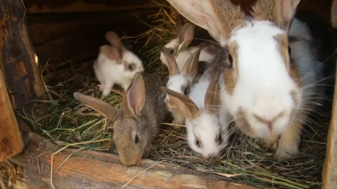 Einige süße kaninchen baby neugeborene kuscheln sich in ihrem Nest aus Heu.