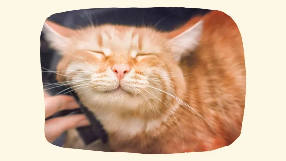 Eine zufriedene orangefarbene Katze genießt das Streicheln, ein schönes Beispiel dafür, wie man eine Katze in der Wohnung halten kann.