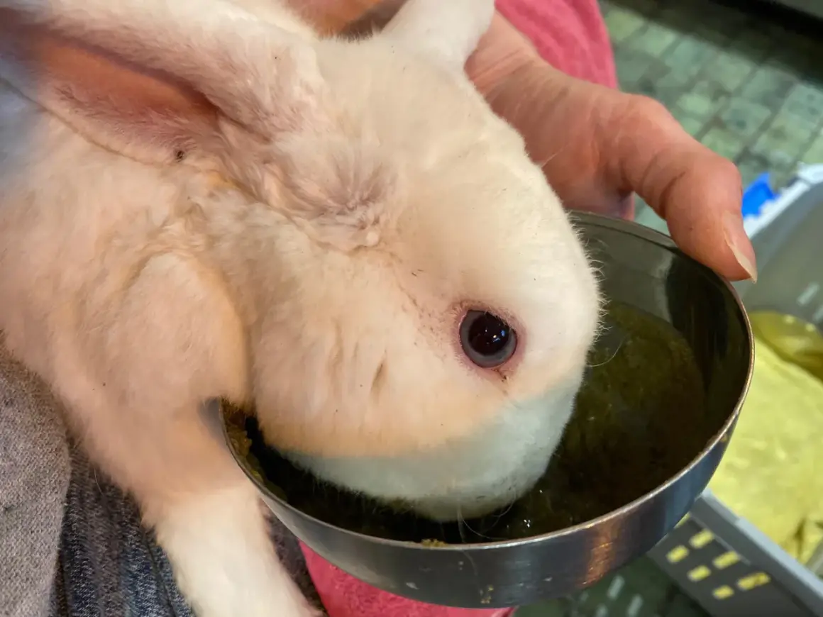 Ein weißes Kaninchen mit schief gehaltenem Kopf trinkt aus einem Napf.
