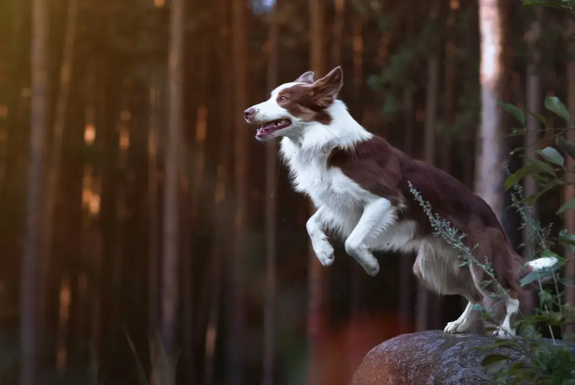 Ein brauner Border Collie springt über einen Stein im Wald.