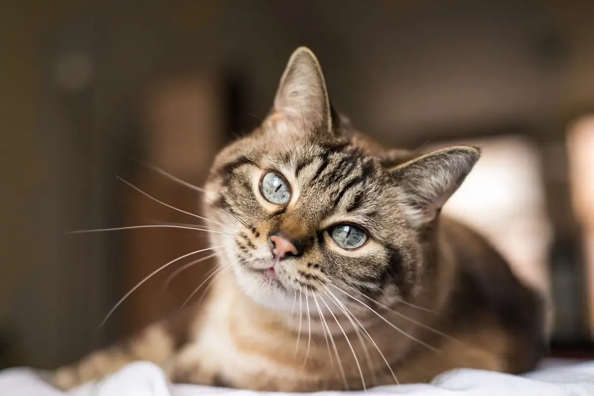 Eine getigerte Katze mit blauen Augen liegt entspannt da und schnurrt, obwohl sie nicht gestreichelt wird.