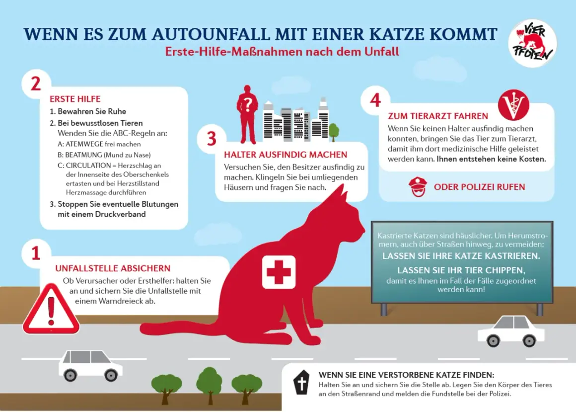Was tun, wenn eine Katze angefahren wurde? Erste Hilfe: Ruhe bewahren, Tierarzt aufsuchen, Besitzer finden.