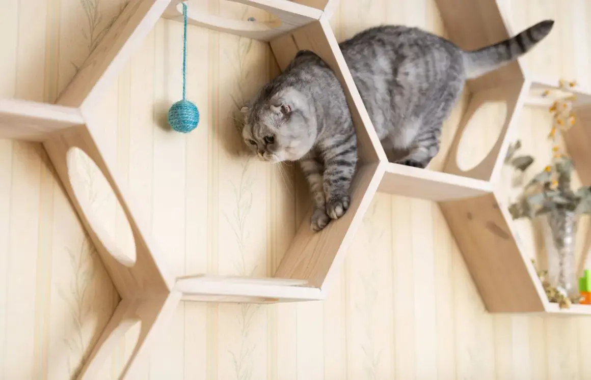Graue Katze erkundet eine selbstgebaute Katzen-Kletterwand aus Holz. Ein Spielzeugball hängt zum Spielen bereit.