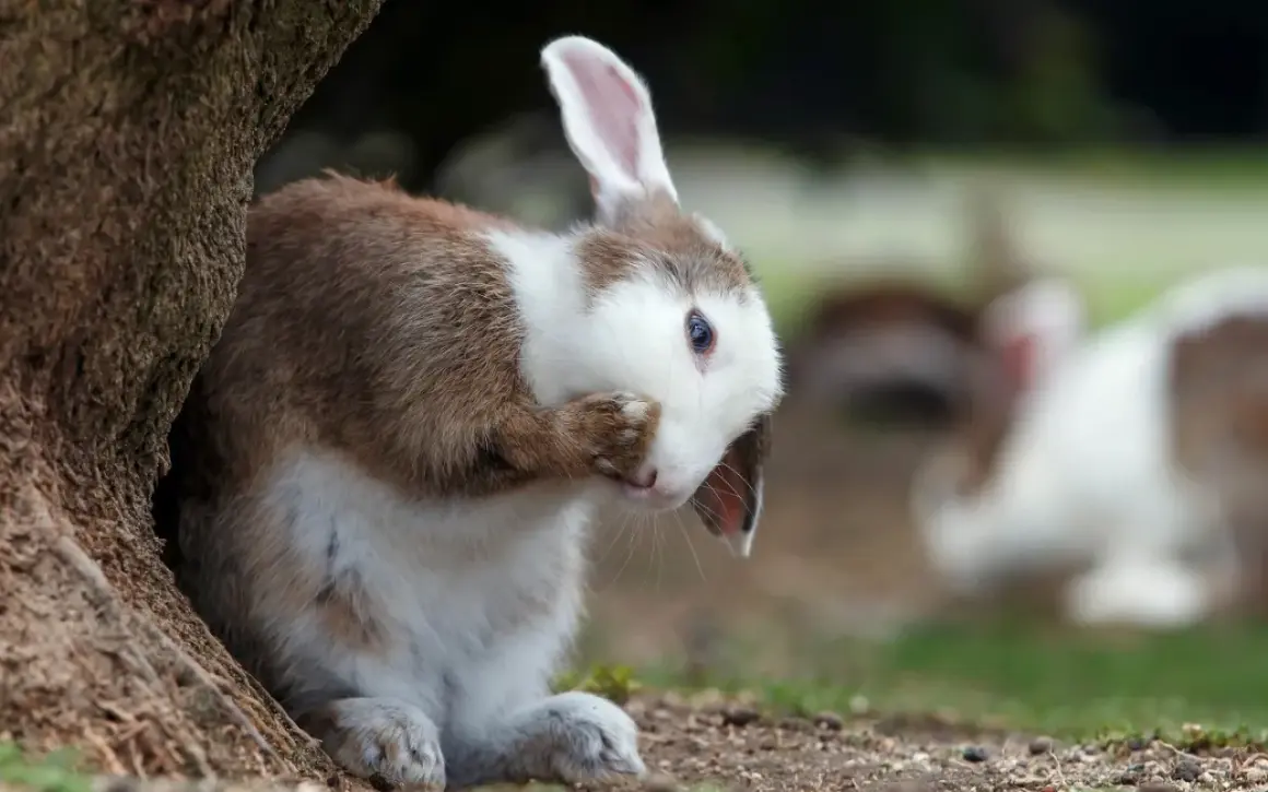 Ein braun-weißer Hase versteckt sein Gesicht hinter der Pfote, als ob er sich schämt, dass sein Fell ausfällt. Im Hintergrund sind weitere Hasen zu sehen.