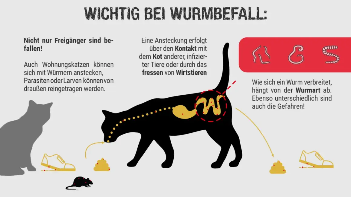 Katzen können sich mit Würmern anstecken. Die Übertragung erfolgt durch Kontakt mit Kot, infizierten Tieren oder dem Fressen von Wirtstieren. Symptome bei Wurmbefall sind vielfältig.