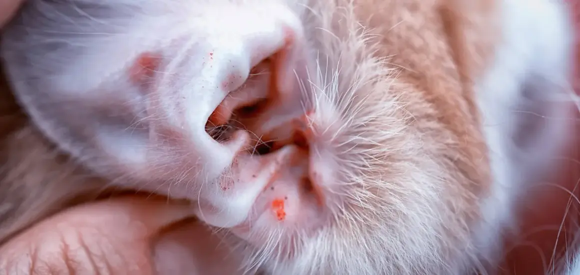 Nahaufnahme eines Katzenohrs mit roten Entzündungen und Schuppen, die auf Milben oder eine andere Hauterkrankung hindeuten.
