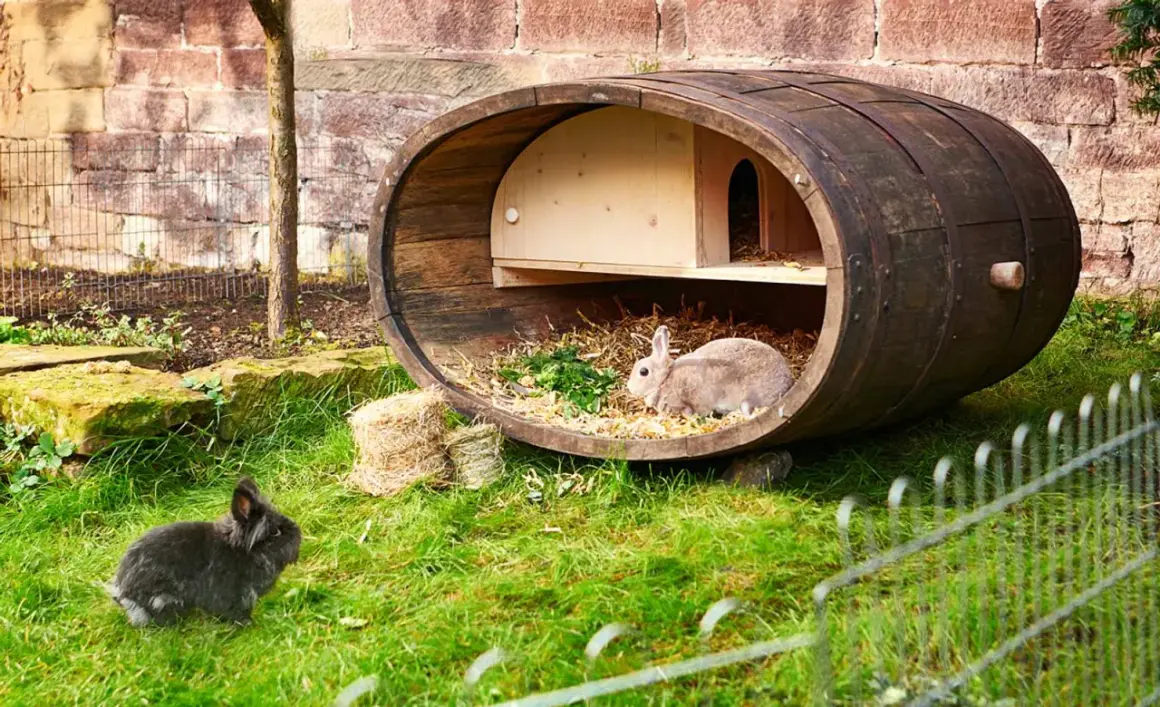 Zwei Kaninchen genießen ihr Zuhause: ein selbstgebauter kaninchenstall innen aus einem alten Fass, mit Stroh und Grünzeug.